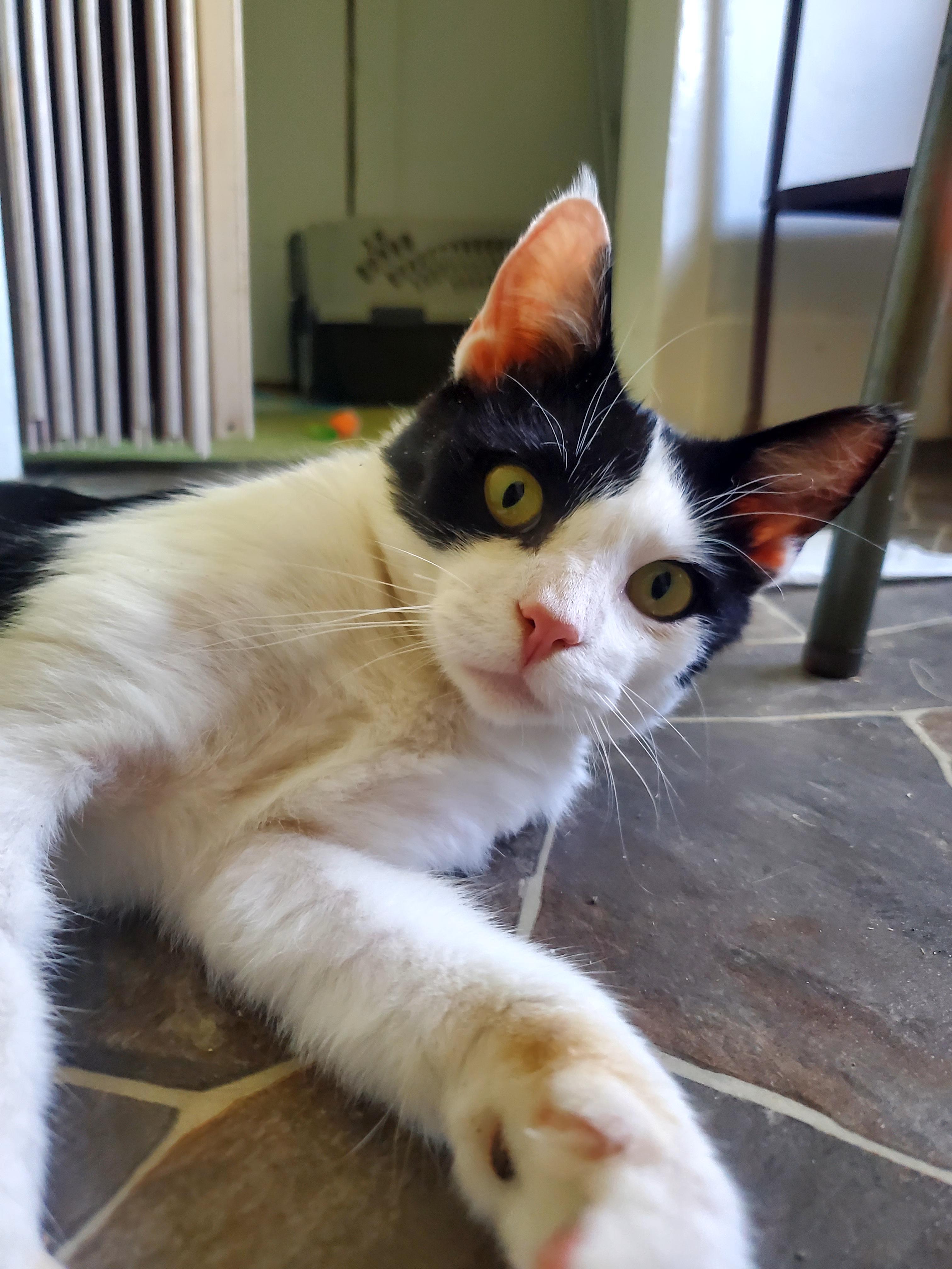 Mr. Personality, an adoptable Domestic Medium Hair in Gladwin, MI image 3/6
