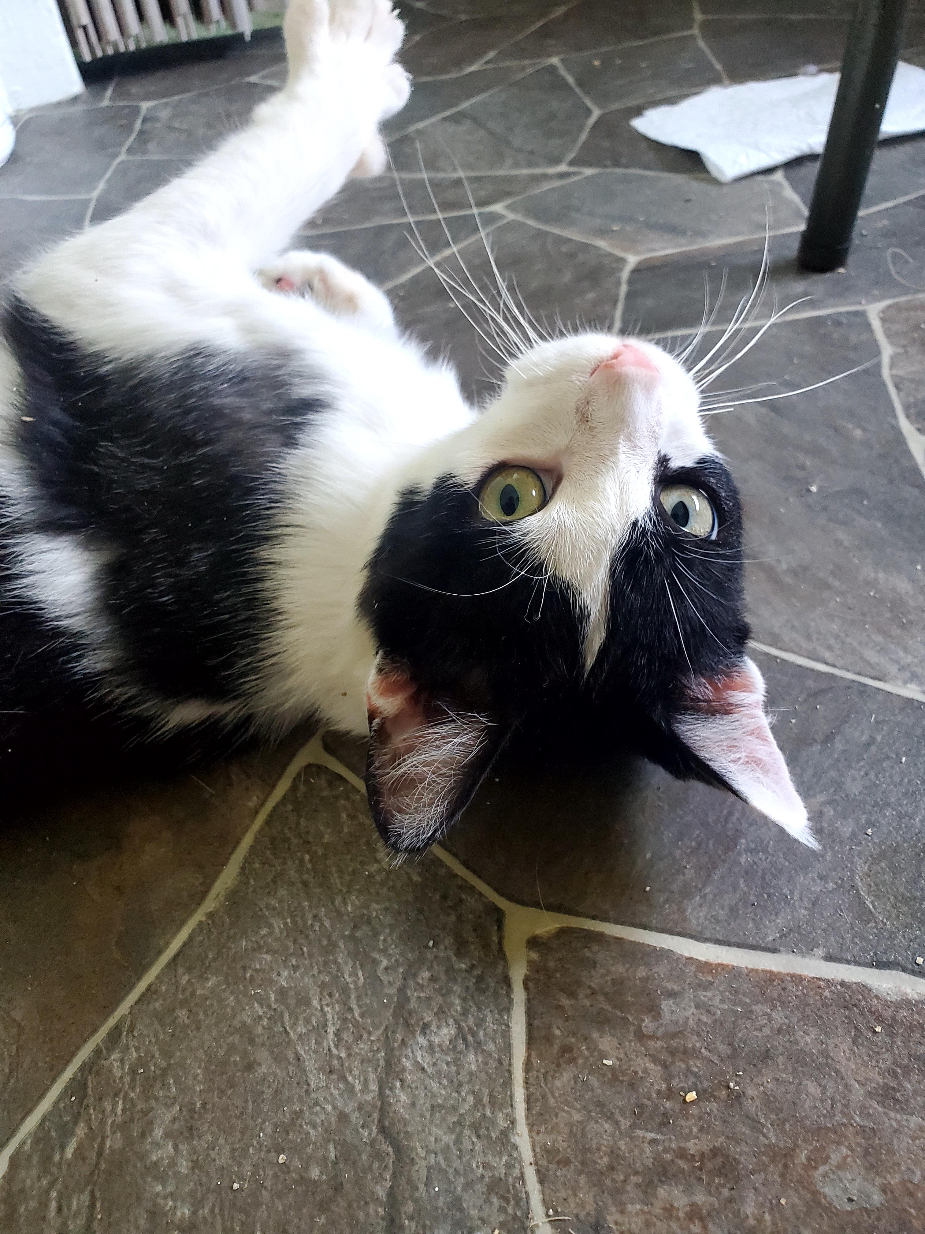 Mr. Personality, an adoptable Domestic Medium Hair in Gladwin, MI image 5/6