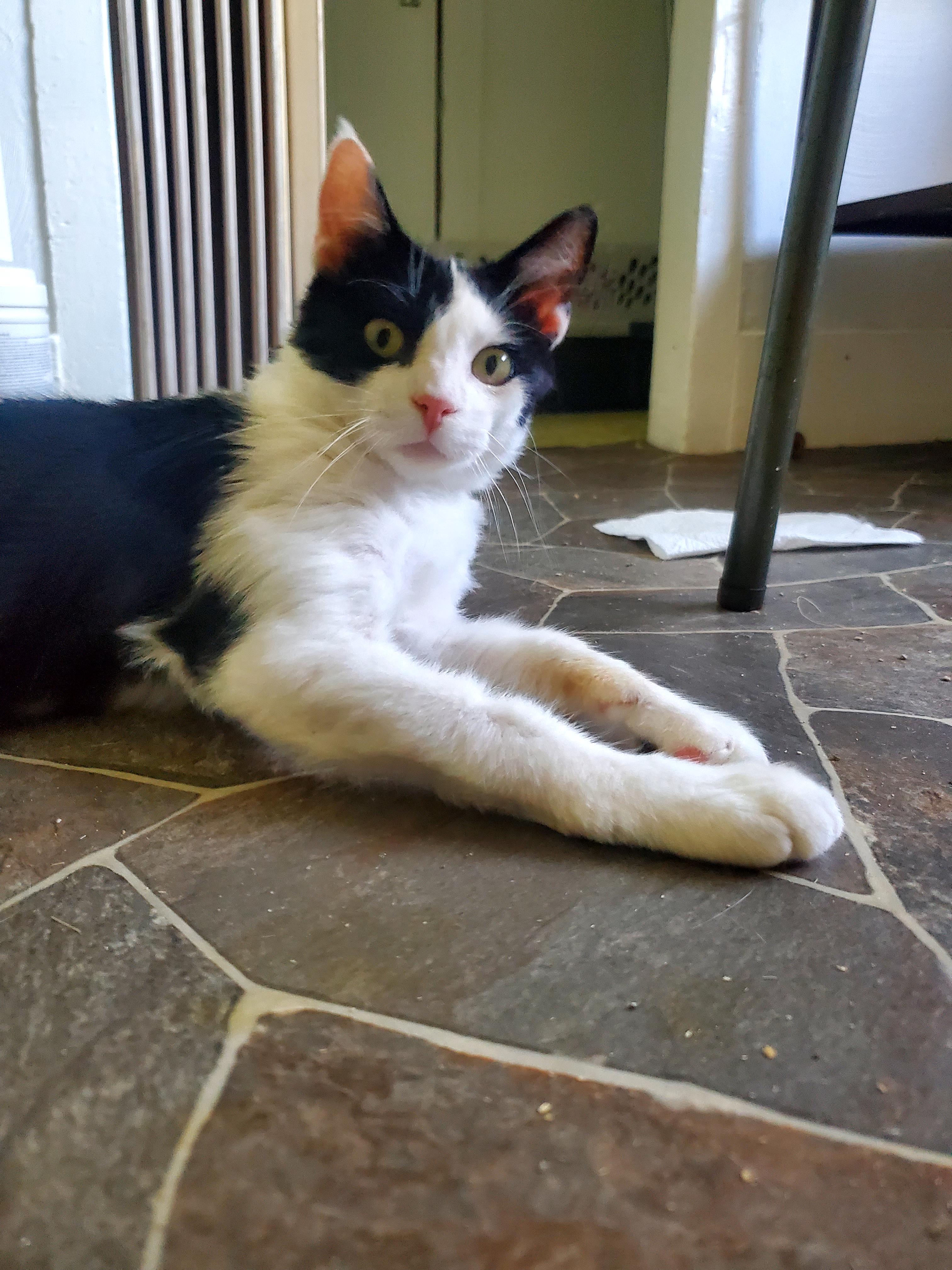Mr. Personality, an adoptable Domestic Medium Hair in Gladwin, MI image 4/6