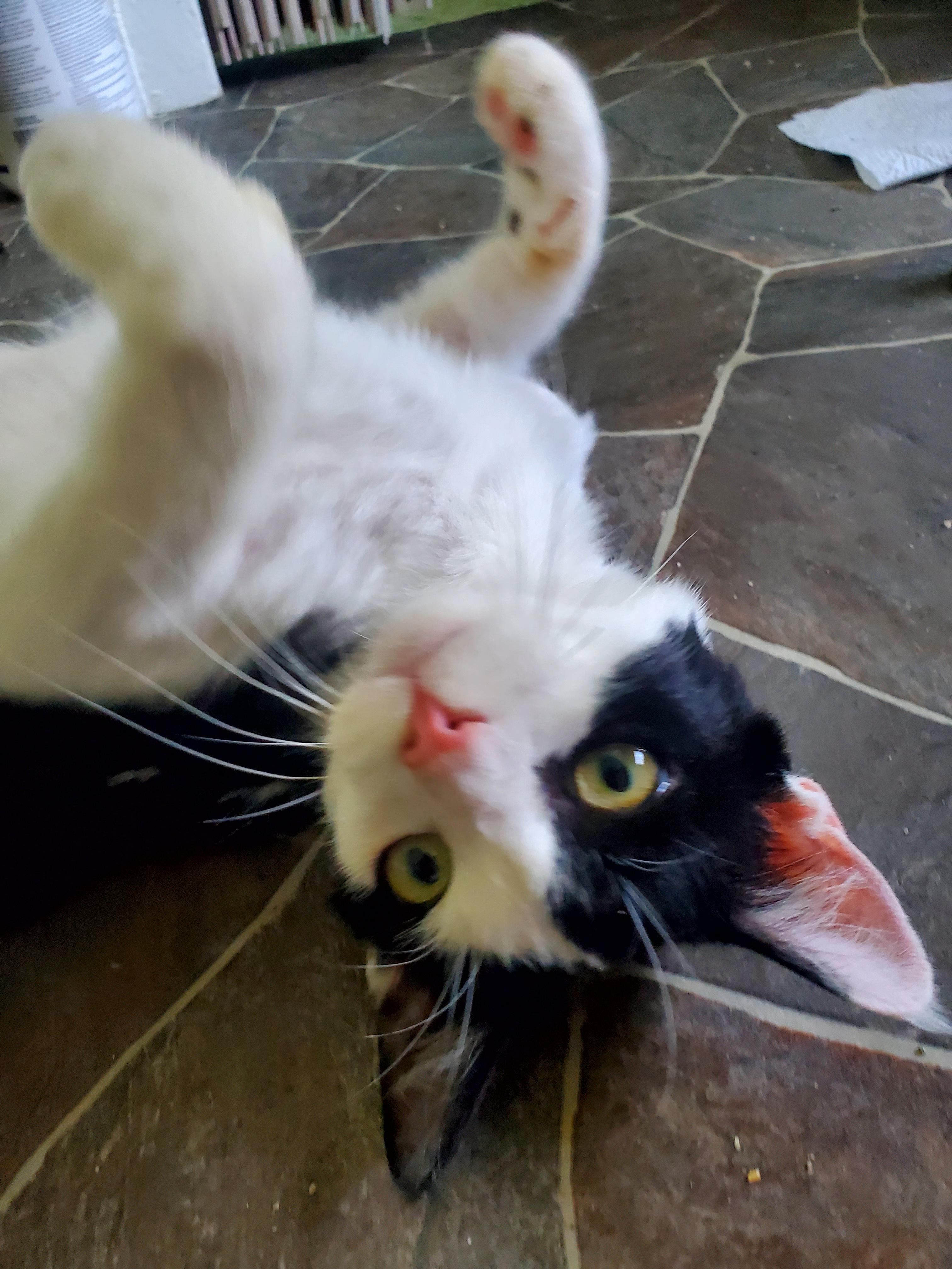 Mr. Personality, an adoptable Domestic Medium Hair in Gladwin, MI image 2/6