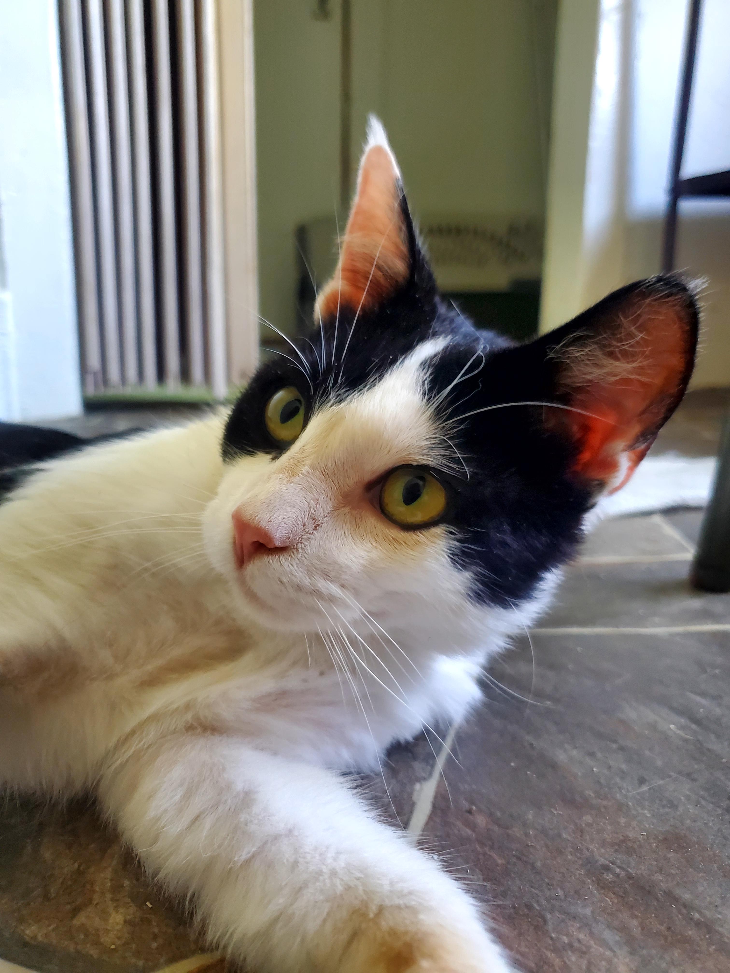 Mr. Personality, adoptable, Young Male Domestic Medium Hair.