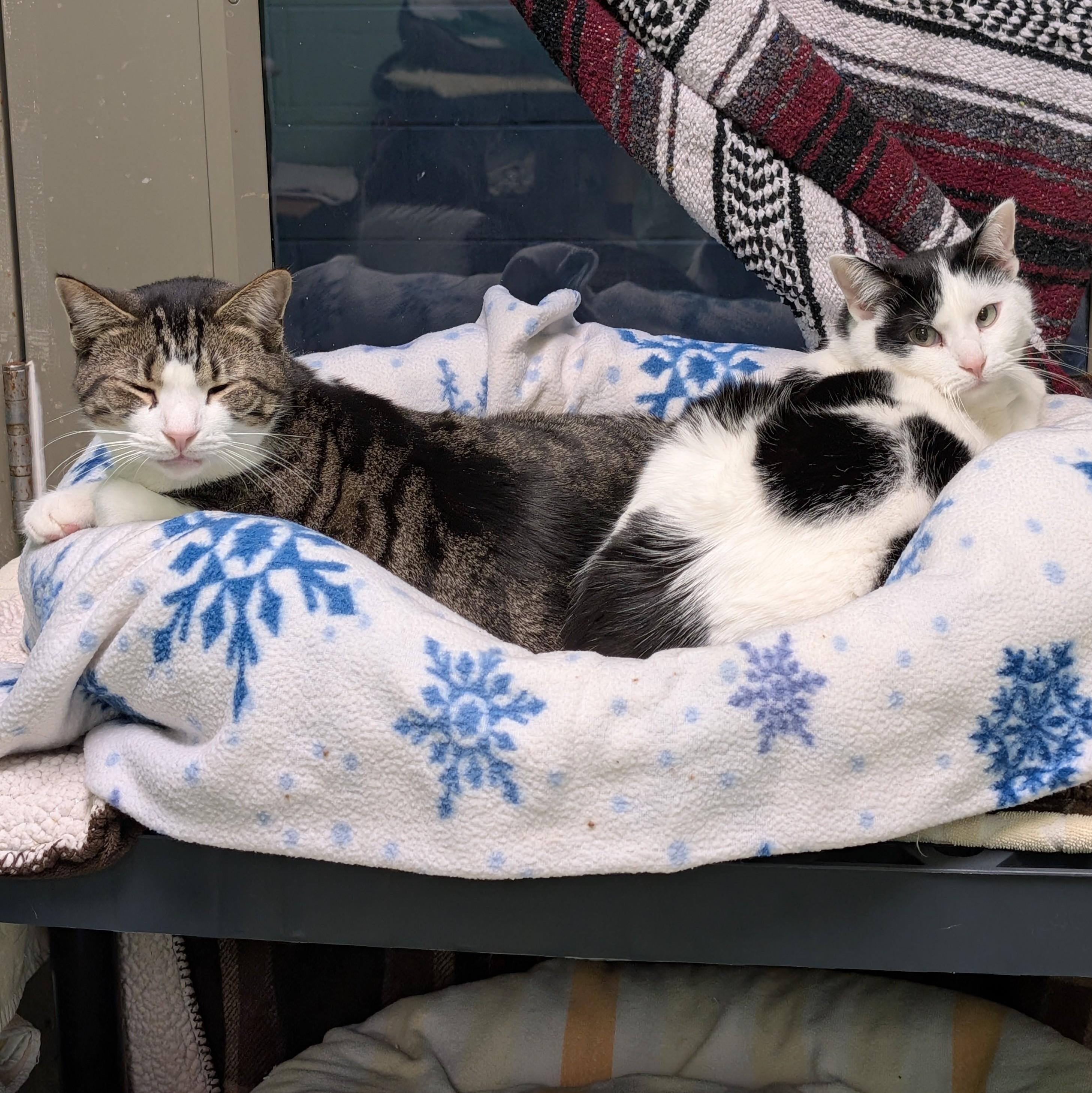 Matilda and Milton (bonded Pair), Adoptable, Adult Female Domestic Short Hair.