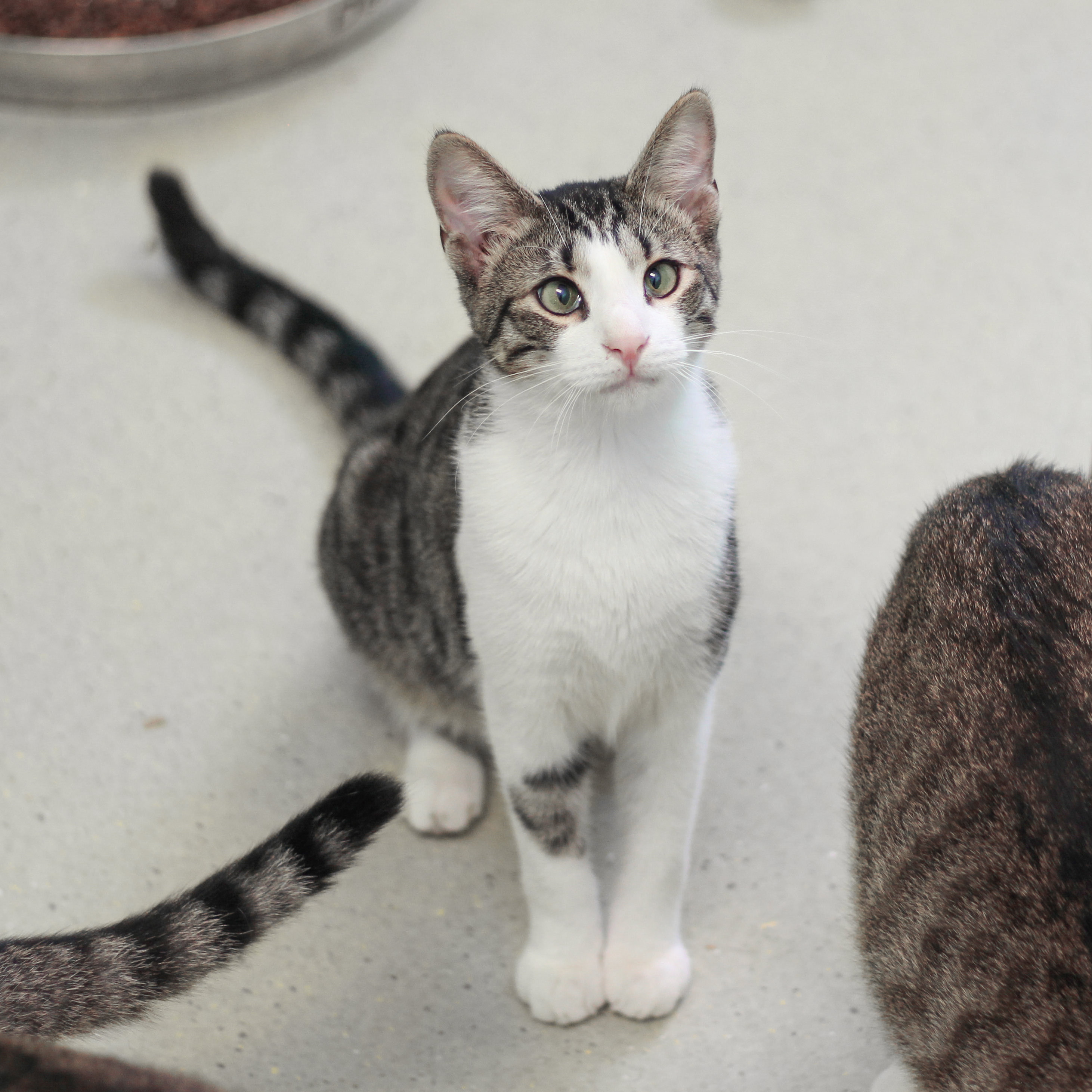 Milton, Adoptable, Young Male Domestic Short Hair.