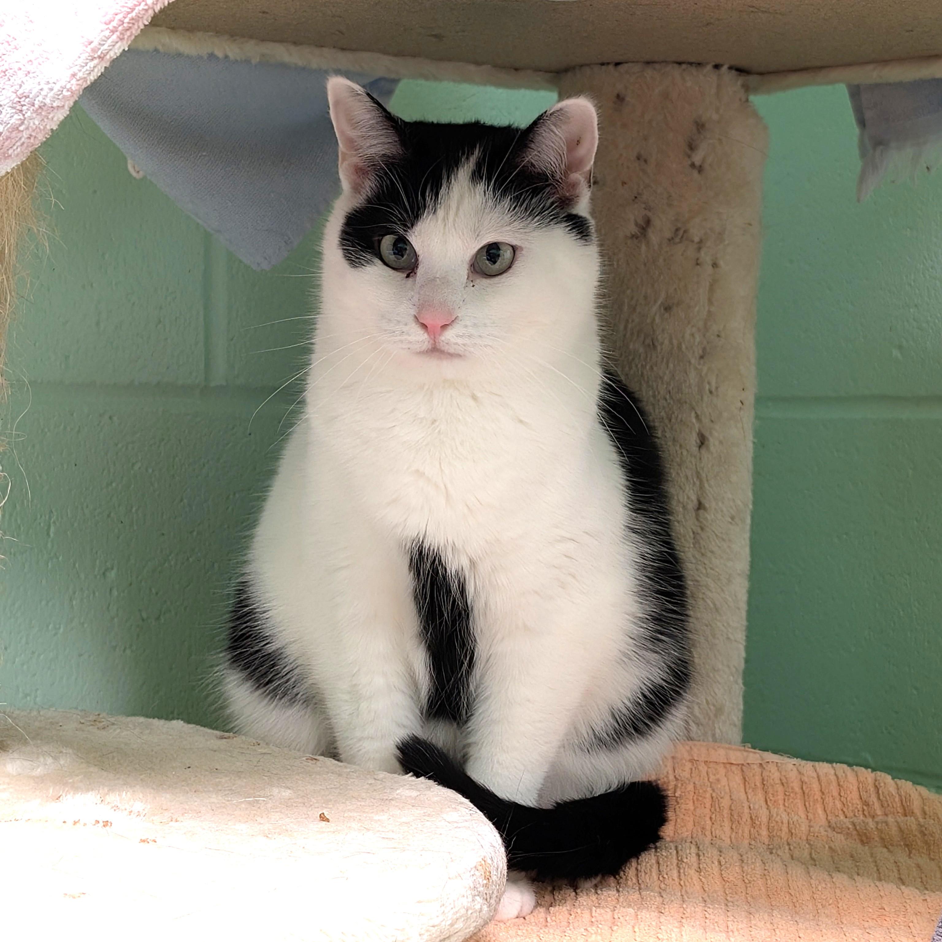 Enlarge Matilda and Milton (bonded Pair), a Adoptable mixed breed in Cincinnati, OH image 1/4