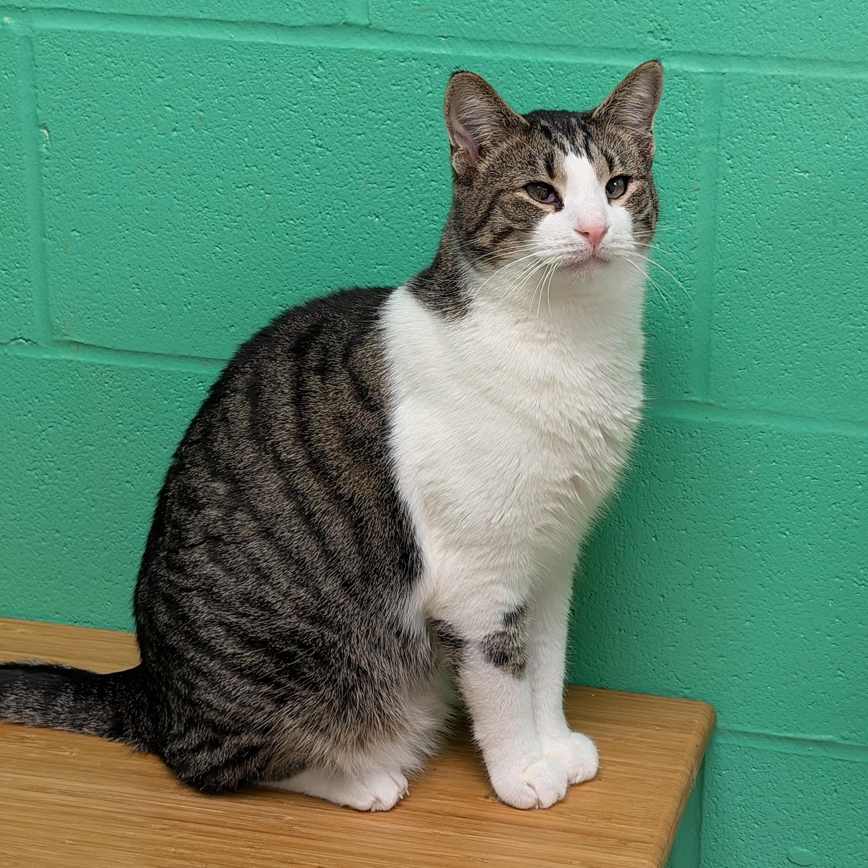 Milton (bonded with Matilda), Adoptable, Young Male Domestic Short Hair.