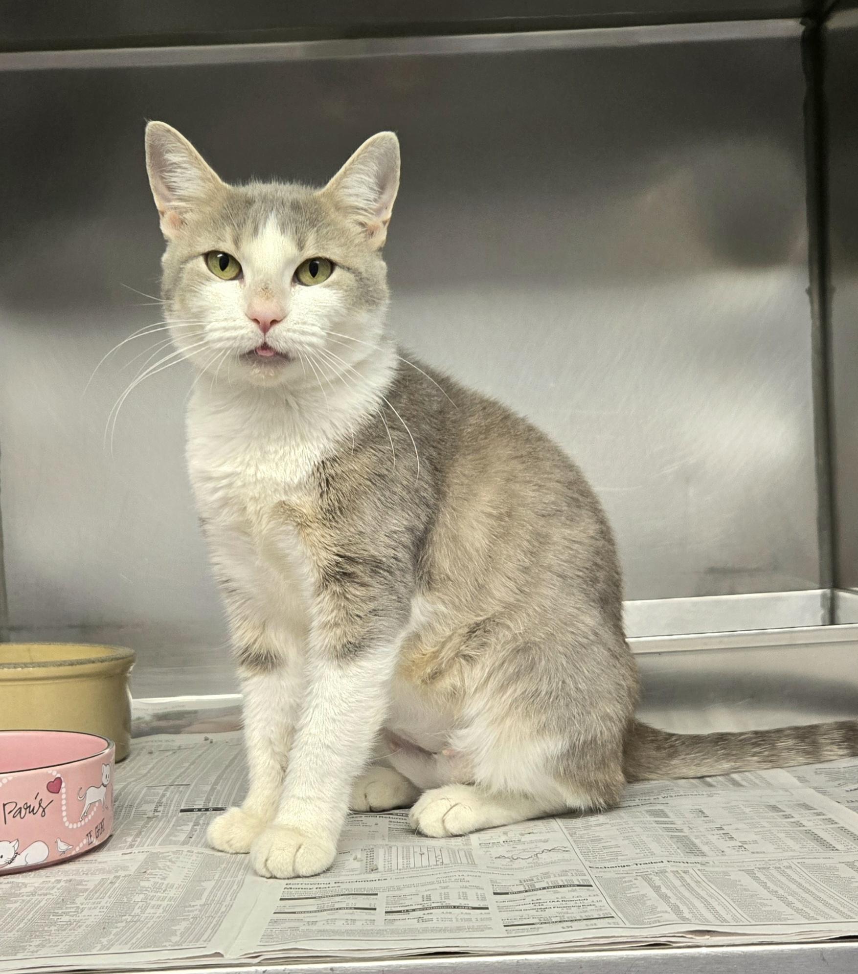 Diamond (wonderful kitty), Adoptable, Young Female Domestic Short Hair.