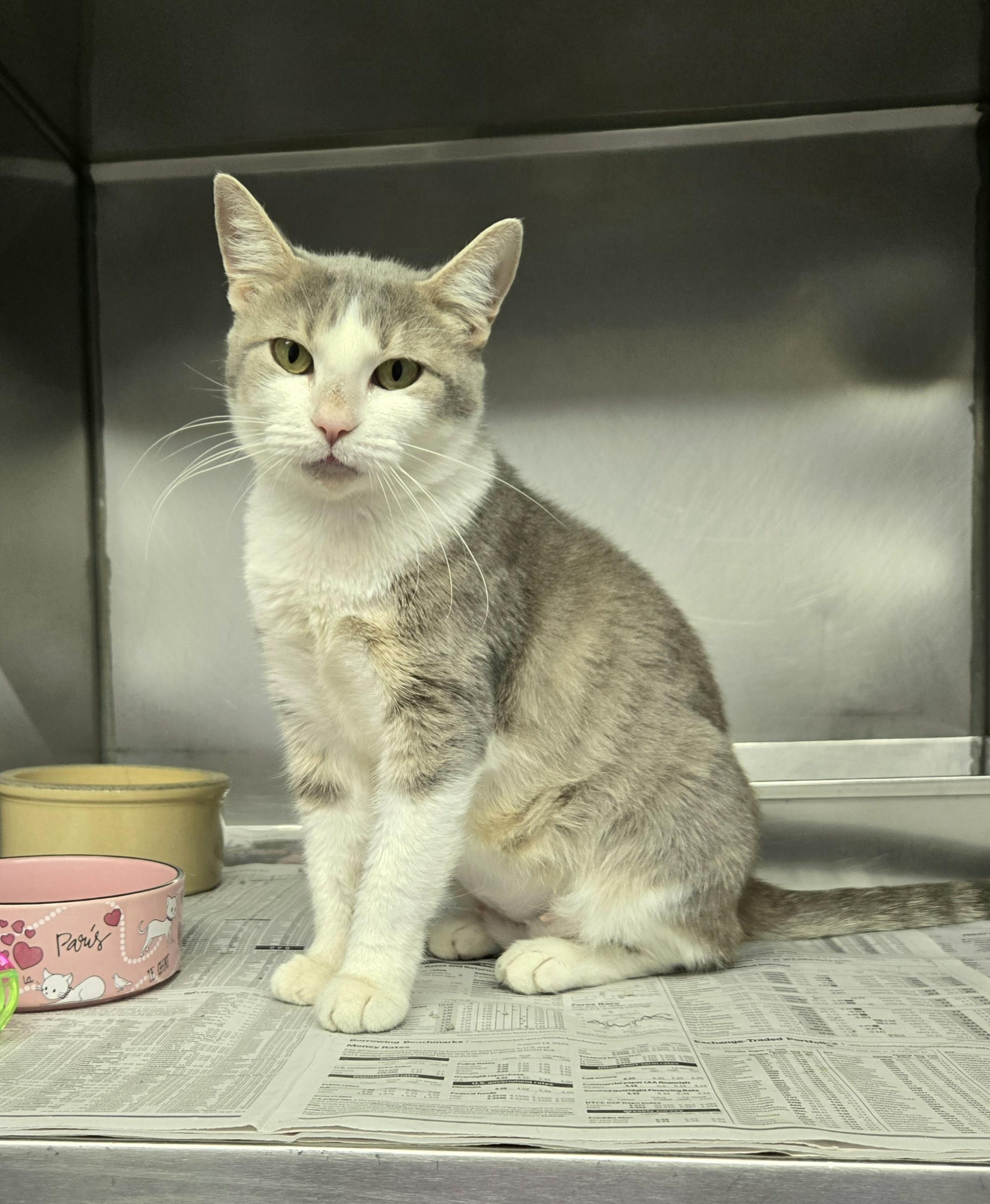 Diamond (wonderful kitty), a Adoptable Domestic Short Hair in Arlington Heights, IL image 3/6
