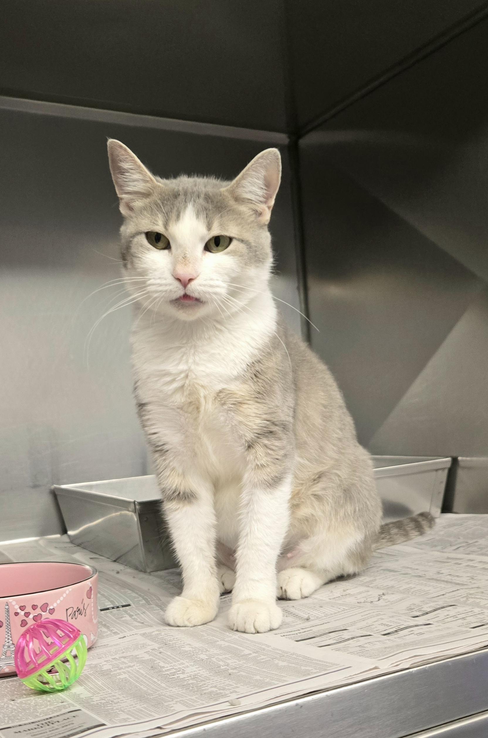 Diamond (wonderful kitty), a Adoptable Domestic Short Hair in Arlington Heights, IL image 4/6