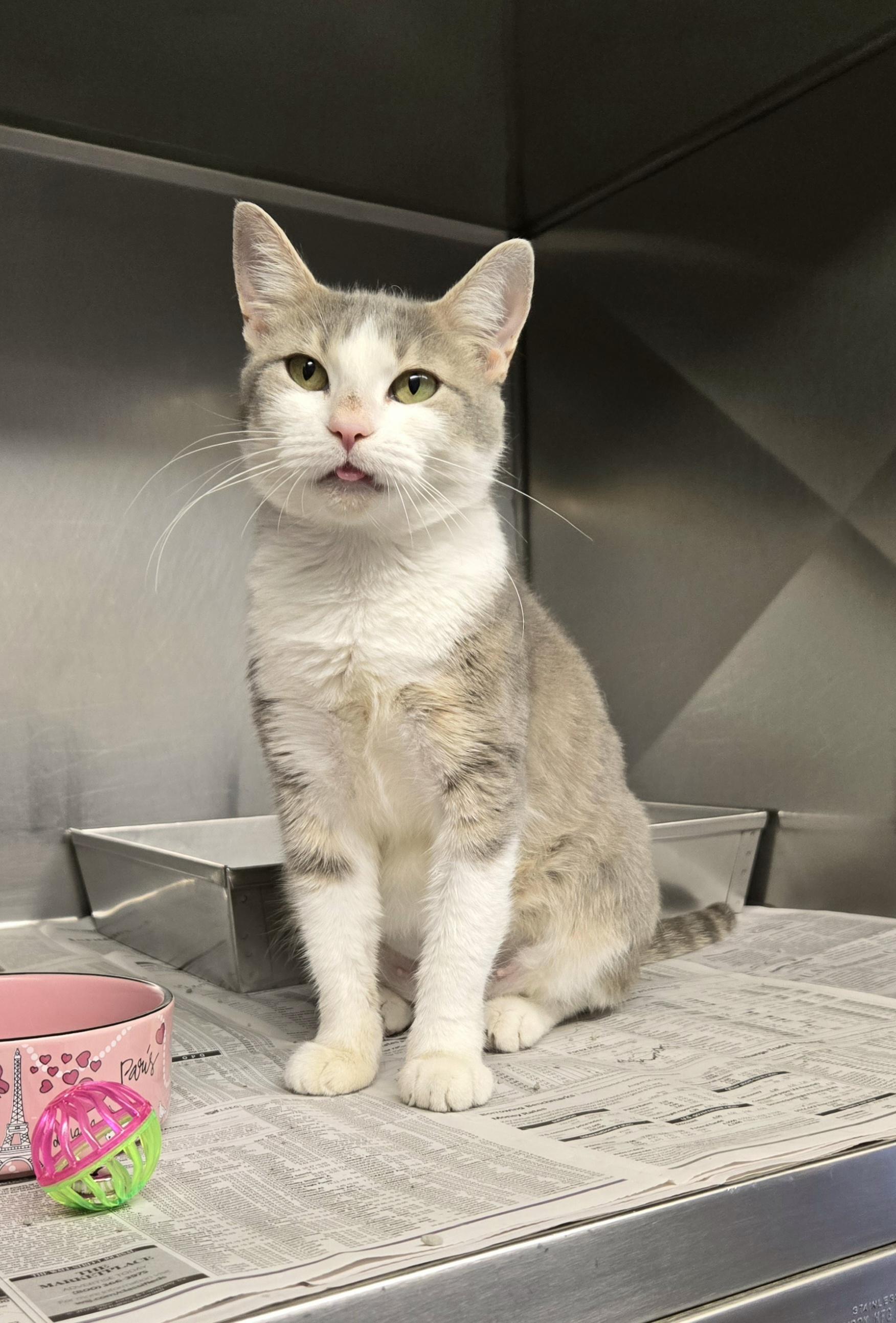 Diamond (wonderful kitty), a Adoptable Domestic Short Hair in Arlington Heights, IL image 5/6