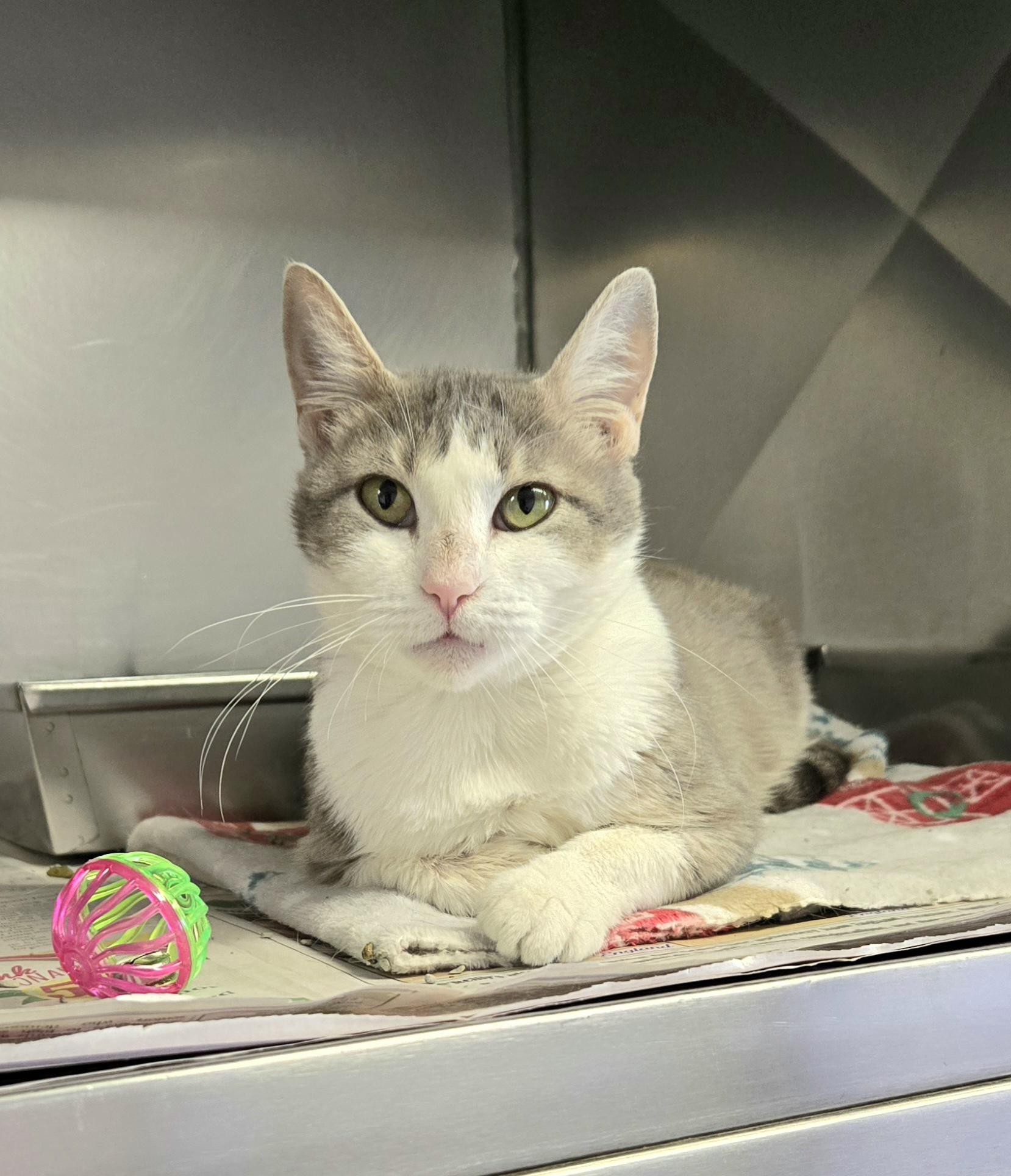 Diamond (wonderful kitty), a Adoptable Domestic Short Hair in Arlington Heights, IL image 6/6