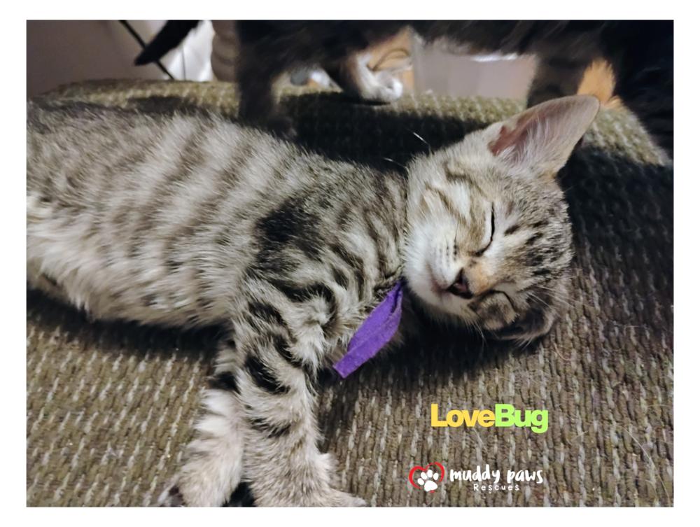 Buggies Litter: LoveBug — thumbnail 2