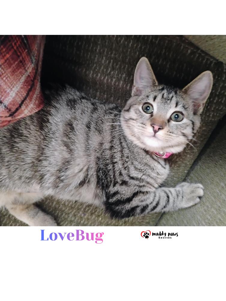 Buggies Litter: LoveBug — thumbnail 3