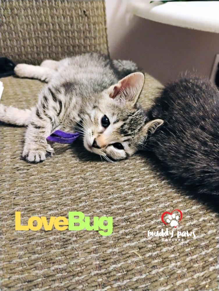 Buggies Litter: LoveBug — thumbnail 5