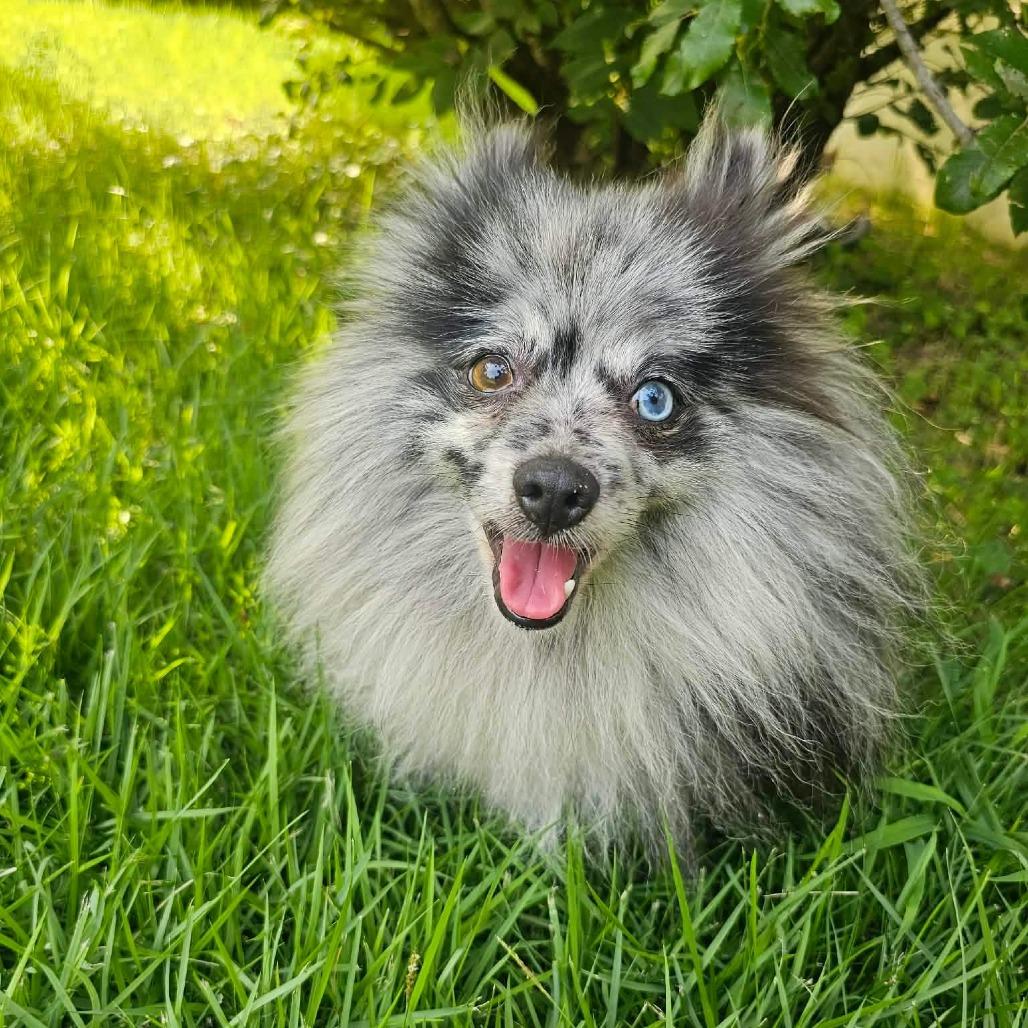 Spritz, Adoptable, Adult Male Pomeranian.
