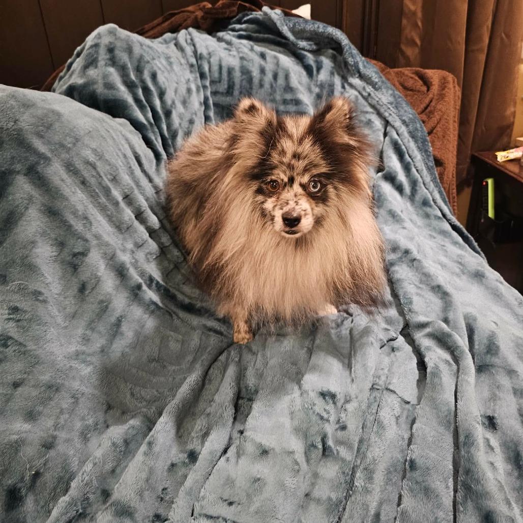 Spritz, a Adoptable Pomeranian in Jackson, MO image 2/4