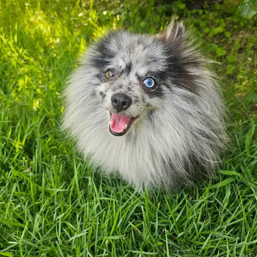 Spritz, a Adoptable Pomeranian in Jackson, MO image 3/4