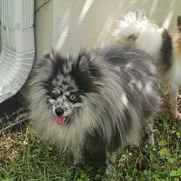 Spritz, a Adoptable Pomeranian in Jackson, MO image 4/4