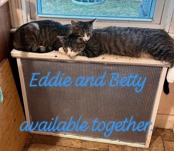 Enlarge Betty and Eddie, a ADOPTABLE American Shorthair in Johnstown, NY image 3/3