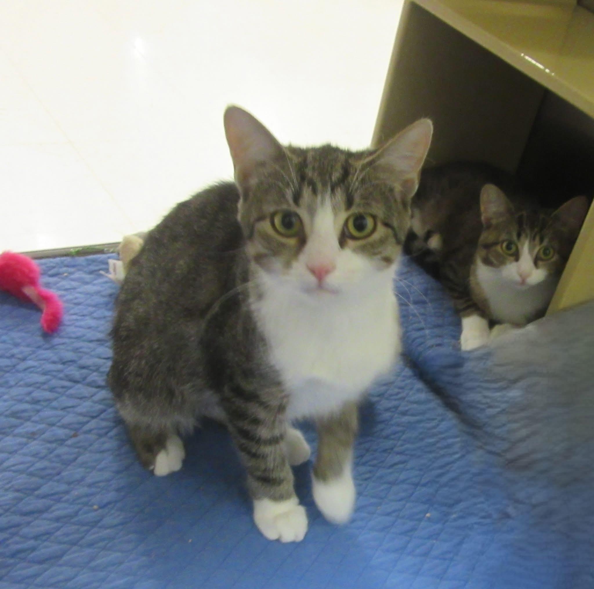 Enlarge Betty and Eddie, a ADOPTABLE American Shorthair in Johnstown, NY image 2/3