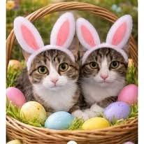 Betty and Eddie, ADOPTABLE, Young Male American Shorthair.