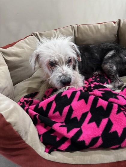 Bruno, Adoptable, Senior Male Mixed Breed & Mixed Breed.