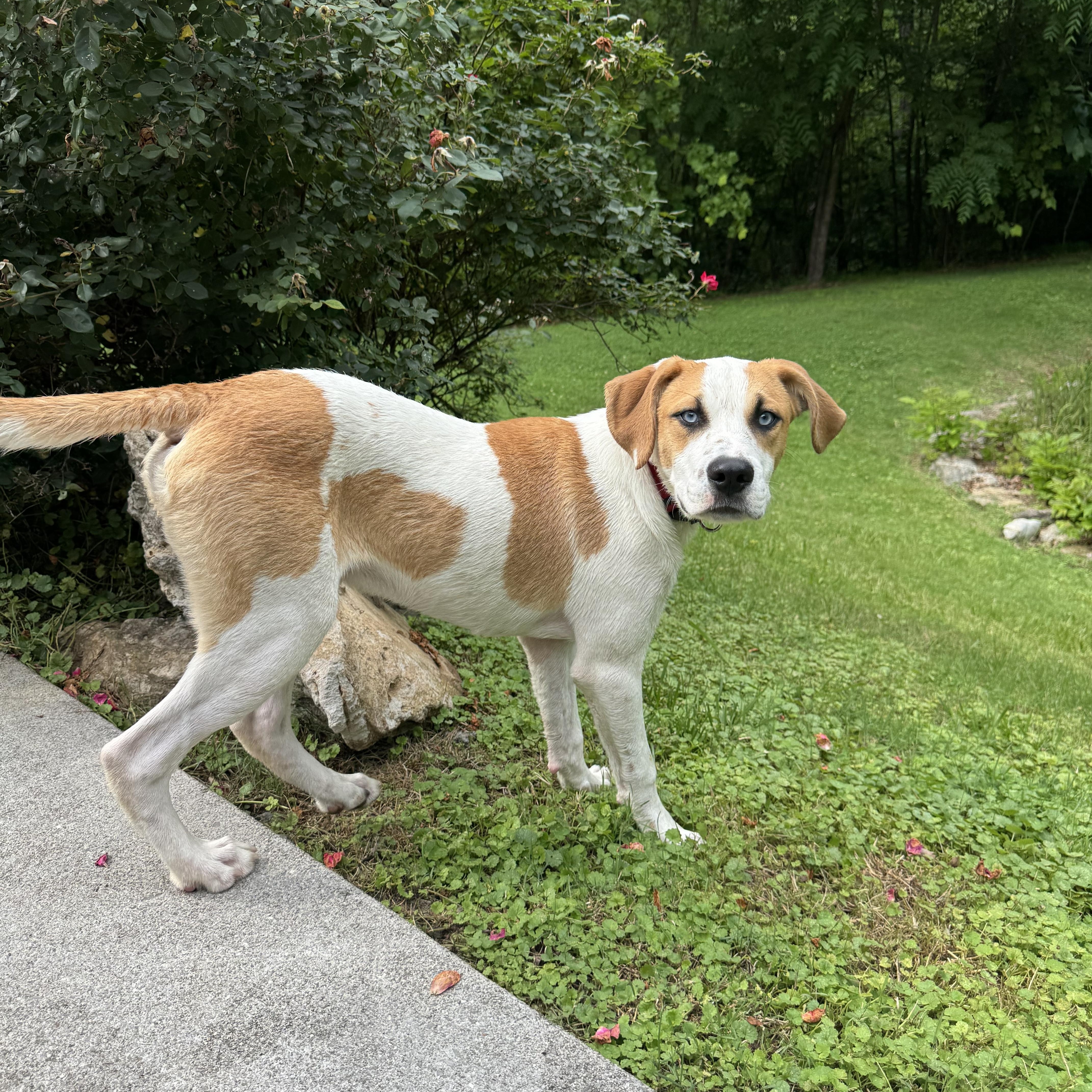 Enlarge Cozmo, a Adoptable mixed breed in Chicago   , IL image 5/6