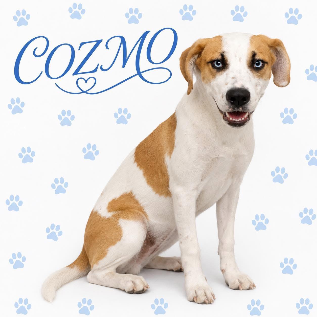Enlarge Cozmo, a Adoptable mixed breed in Chicago   , IL image 1/6