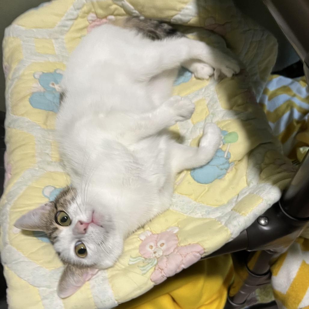 KEAGAN, Adoptable, Young Female Domestic Short Hair & Domestic Short Hair.