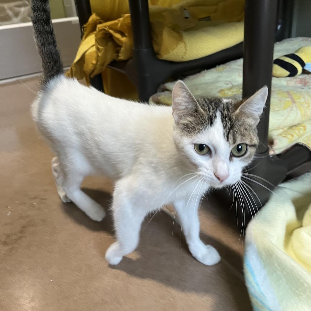 Enlarge KEAGAN, a Adoptable mixed breed in Kyle, TX image 5/5