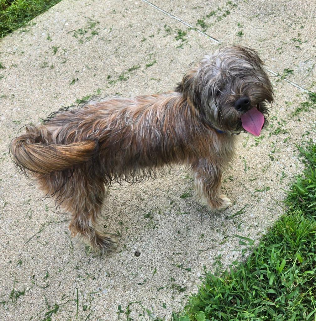 BUDDY - RED COLLAR, Adoptable, Puppy Male Shih Tzu.