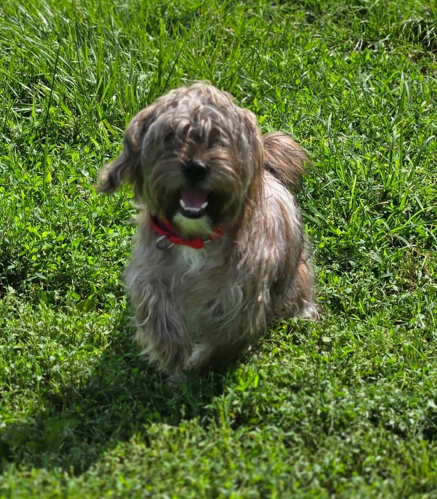 BUDDY - RED COLLAR, a Adoptable Shih Tzu in Moberly, MO image 2/3