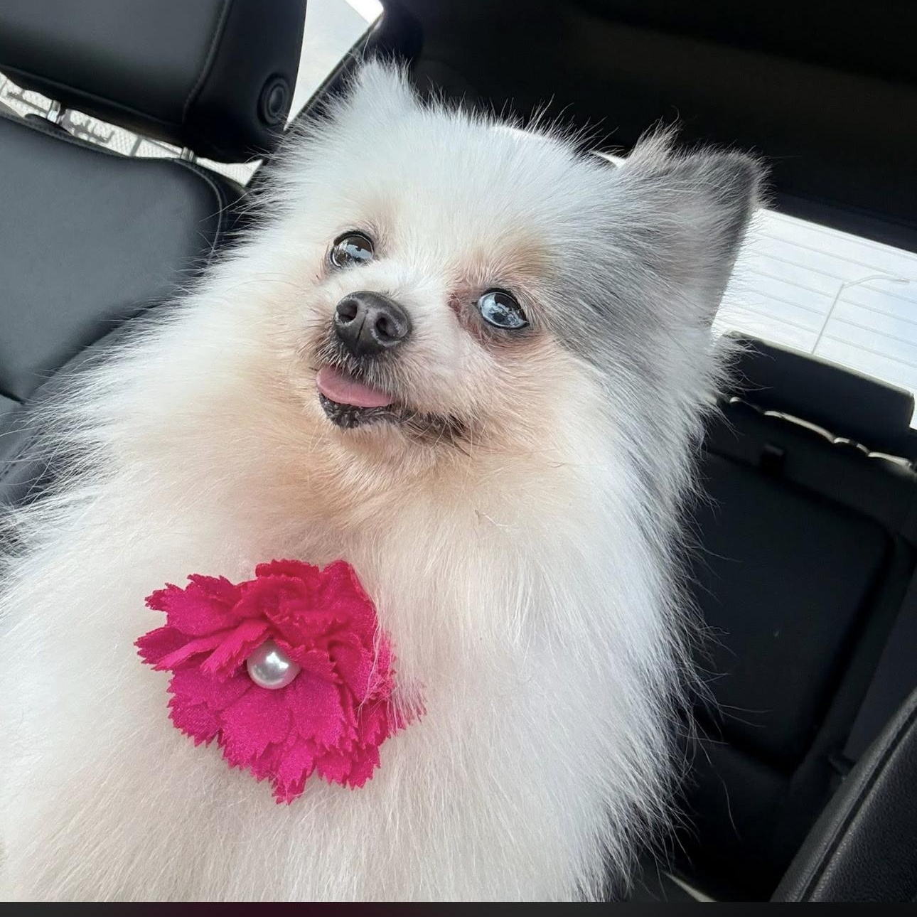 2140 Faith and Pearl (bonded), an adopted Pomeranian in Springfield, MO image 2/2