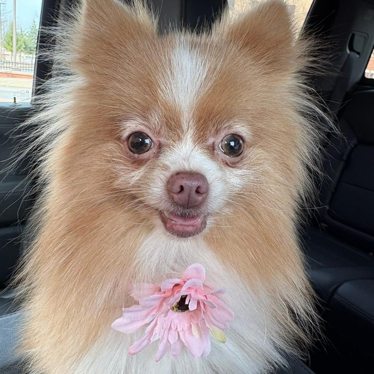 2140 Faith and Pearl (bonded), adopted, Adult Female Pomeranian.