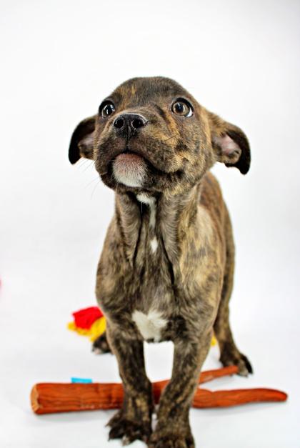 Cheese Dip — thumbnail 2