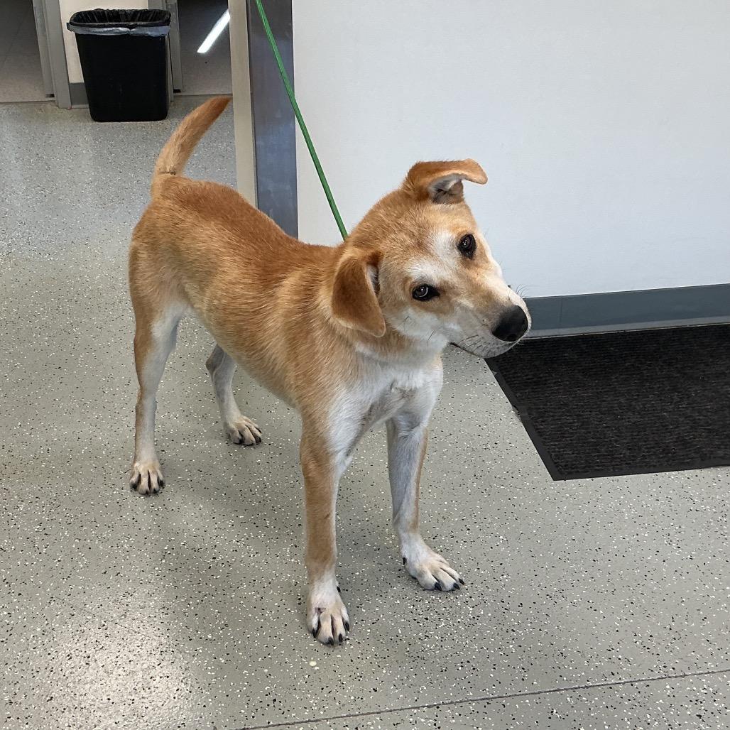 Canello, Adoptable, Adult Male Retriever & Akita.