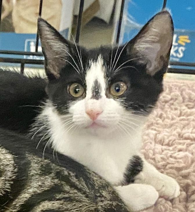 Peppermint Patty, Adoptable, Kitten Female Tuxedo & Domestic Short Hair.