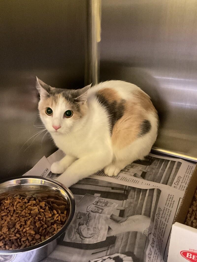 Cindy Lou, Adoptable, Adult Female Domestic Short Hair.