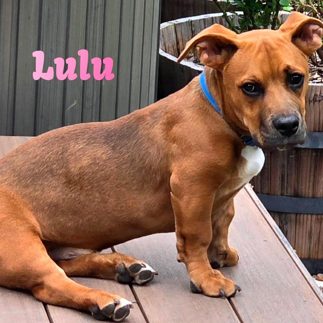 Enlarge Lulu R, a Adoptable Mixed Breed in Joliet, IL image 1/1