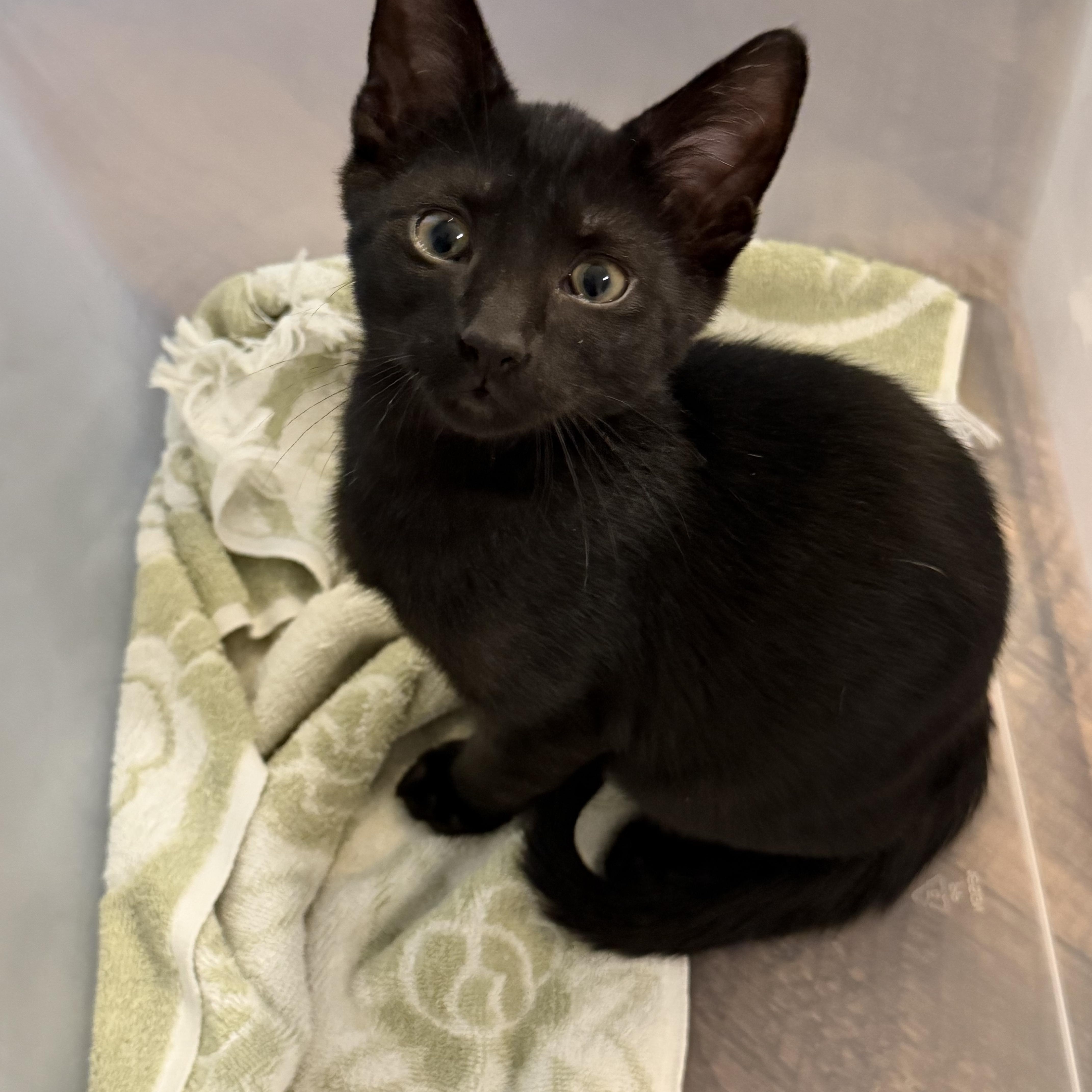 Enlarge Aries & Orion, a Adoptable mixed breed in Brattleboro , VT image 5/5