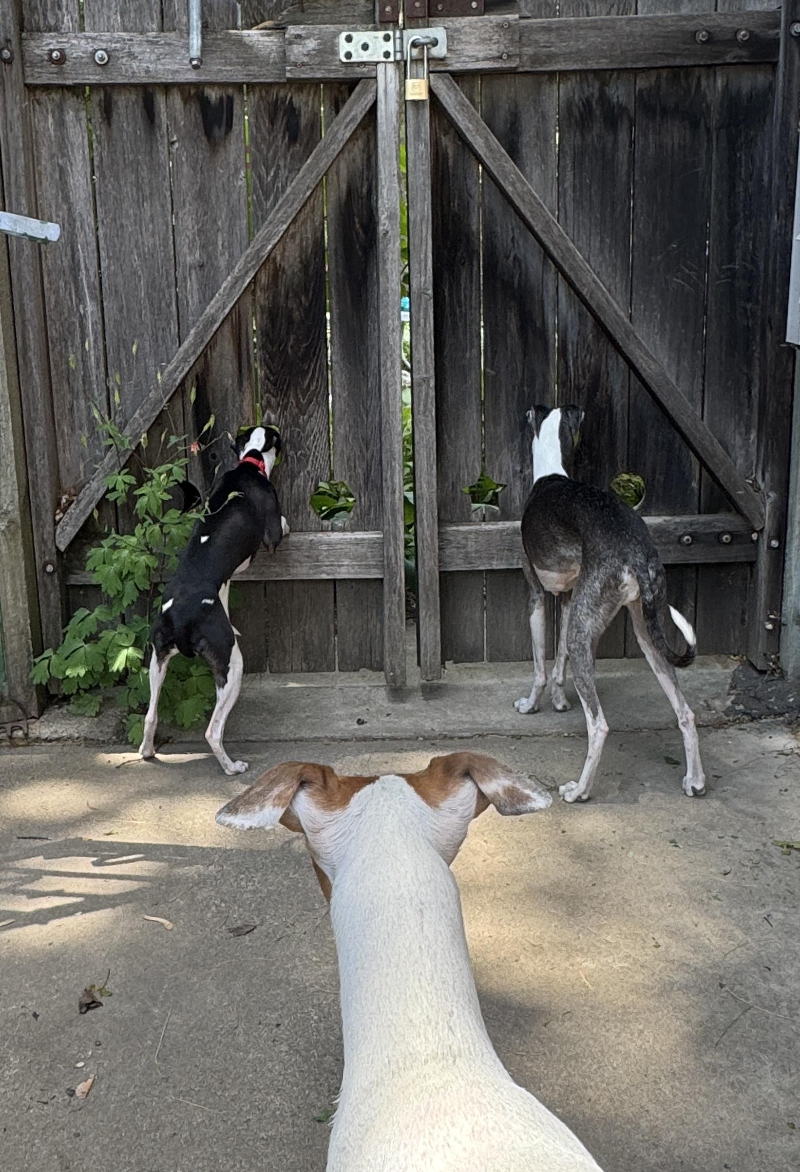 Enlarge Nova Bee, a Adopted Italian Greyhound in Des Moines, IA image 2/6