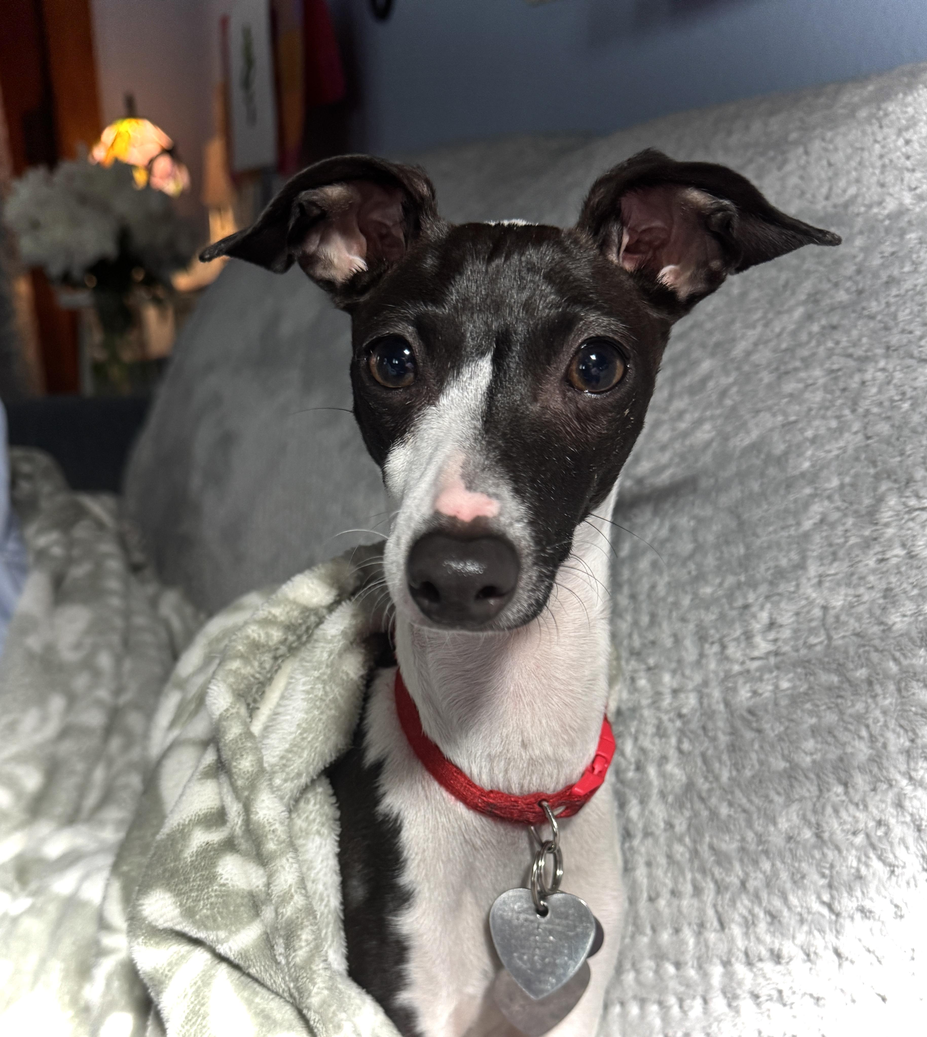 Enlarge Nova Bee, a Adopted Italian Greyhound in Des Moines, IA image 1/6