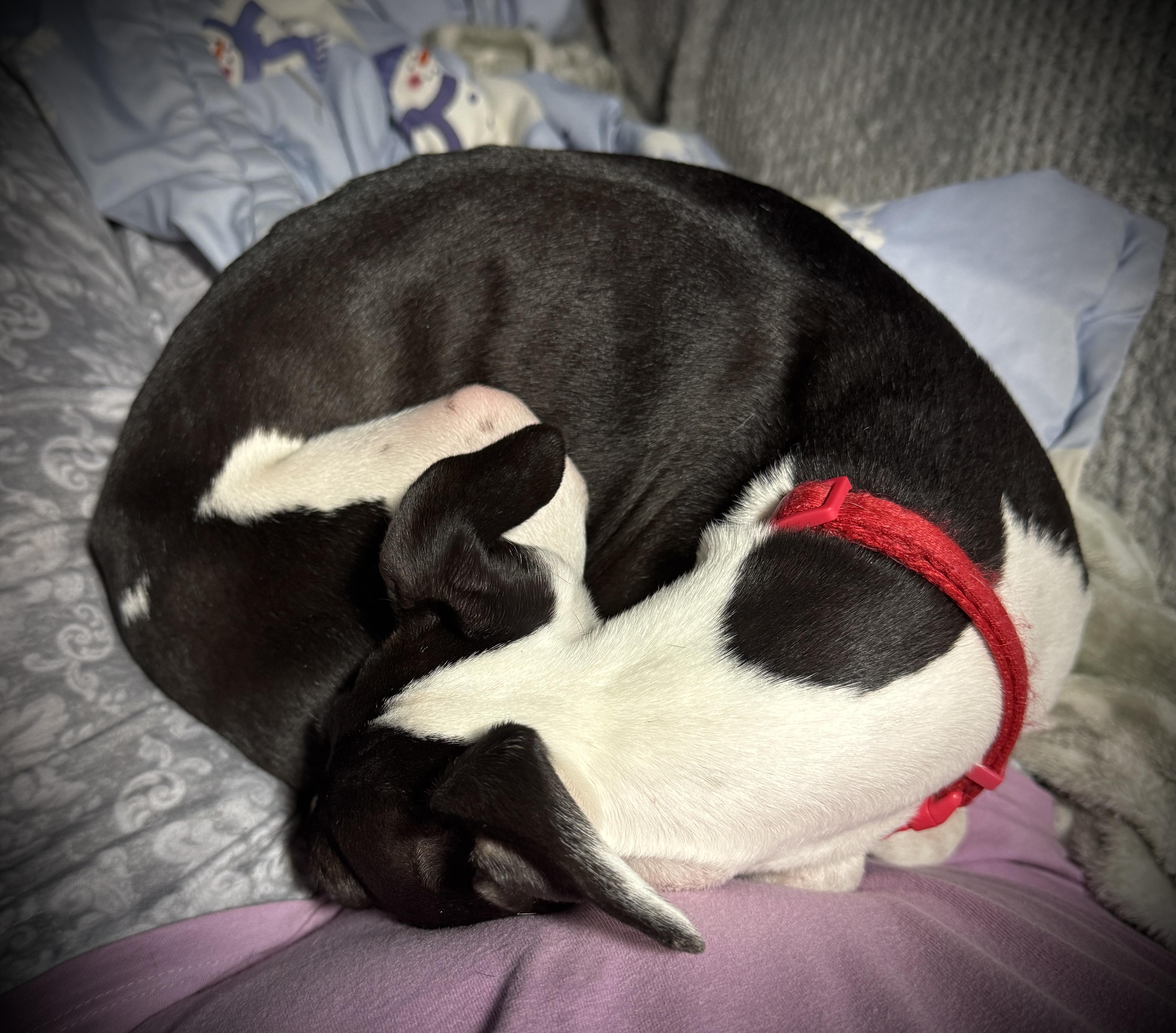 Enlarge Nova Bee, a Adopted Italian Greyhound in Des Moines, IA image 3/6