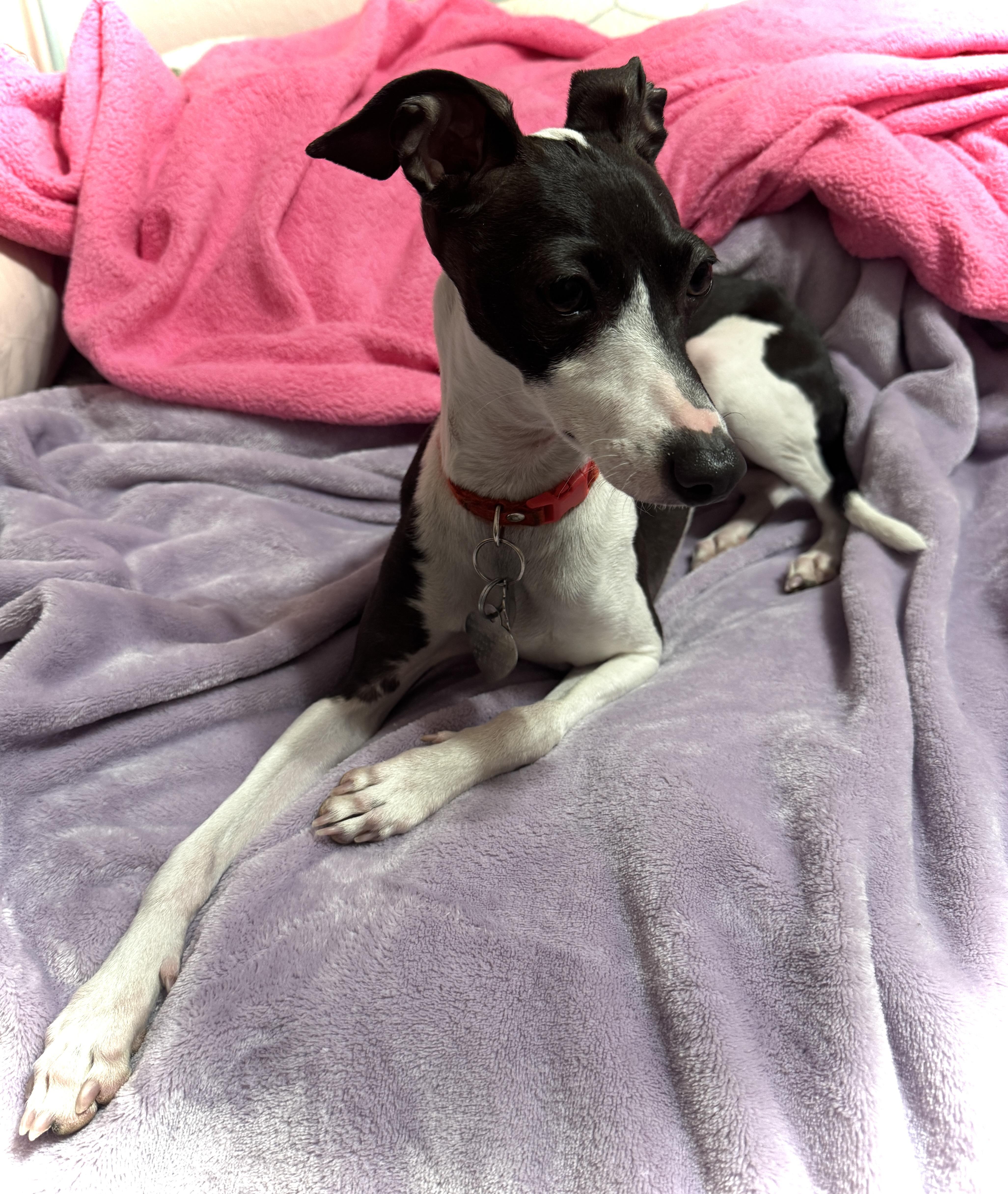 Enlarge Nova Bee, a Adopted Italian Greyhound in Des Moines, IA image 4/6
