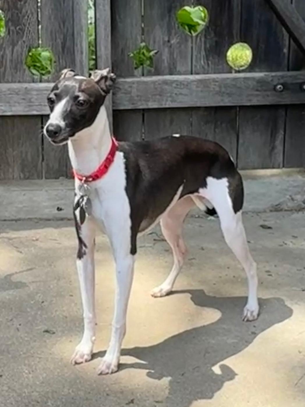 Enlarge Nova Bee, a Adopted Italian Greyhound in Des Moines, IA image 5/6