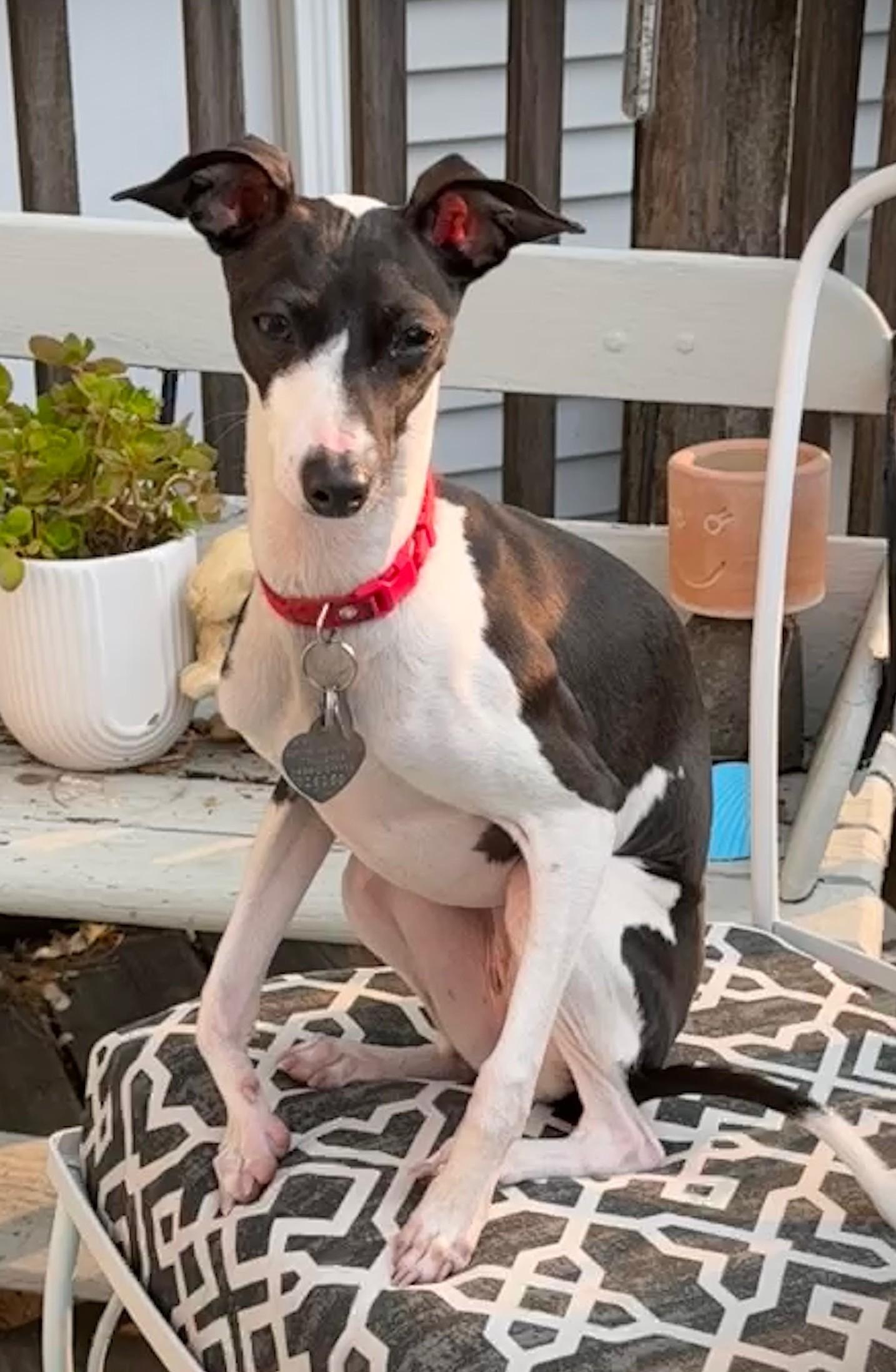 Enlarge Nova Bee, a Adopted Italian Greyhound in Des Moines, IA image 6/6