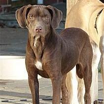 Vee - Bonded with Karter, Adoptable, Adult Female Chocolate Labrador Retriever & Terrier.