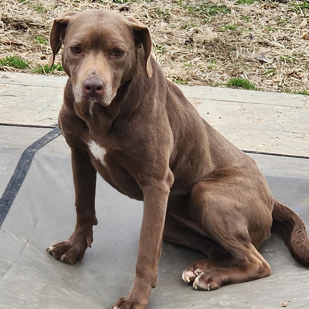 Enlarge Vee - Bonded with Karter, a Adoptable mixed breed in Glenelg, MD image 2/5