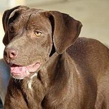 Enlarge Vee - Bonded with Karter, a Adoptable mixed breed in Glenelg, MD image 3/5