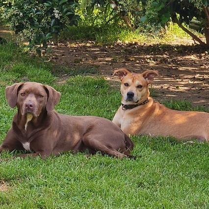 Enlarge Vee - Bonded with Karter, a Adoptable mixed breed in Glenelg, MD image 4/5