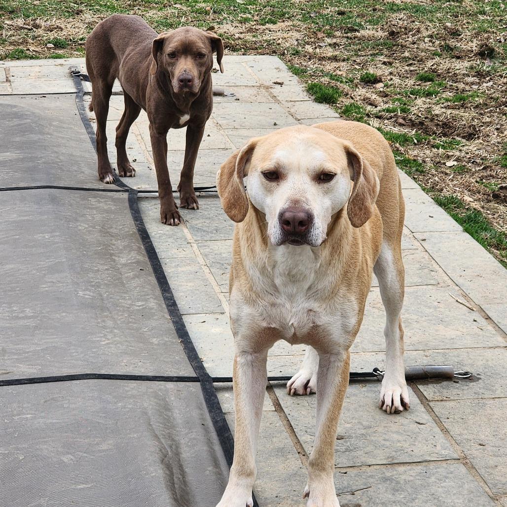 Enlarge Vee - Bonded with Karter, a Adoptable mixed breed in Glenelg, MD image 5/5